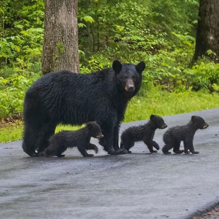 Moonshine Chalet, Hot Tub, Pool Access, Wifi, 1089 Free Tickets Each Paid Day, Dollywood And More Gatlinburg Buitenkant foto